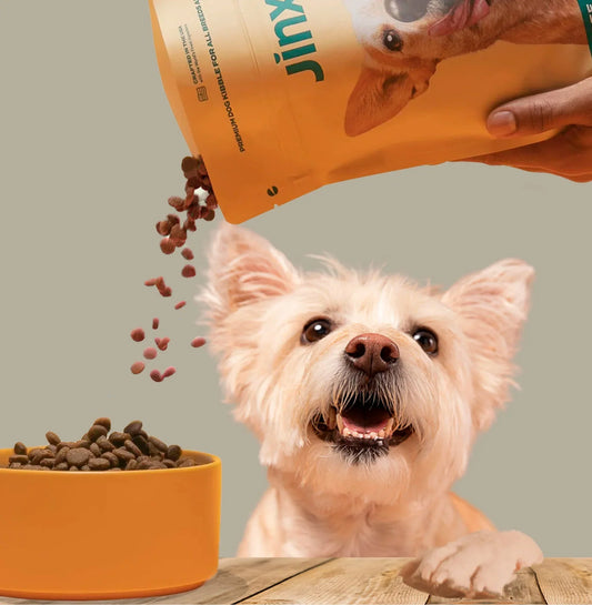 How to Choose the Best Dog Products in 2025
