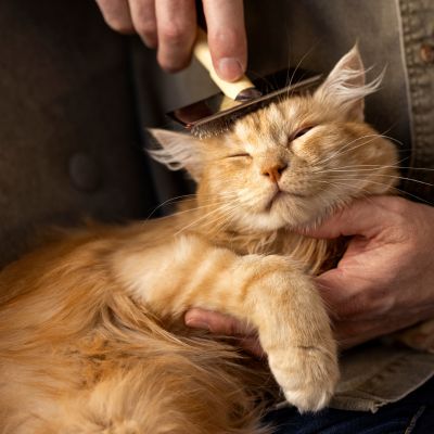 Cat Grooming