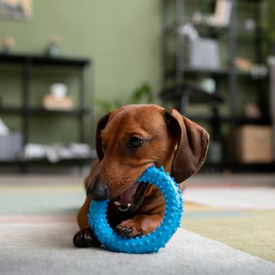 Dog Toys
